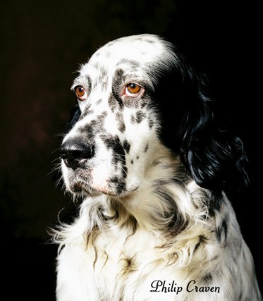Dog-Portrait-600.jpg
