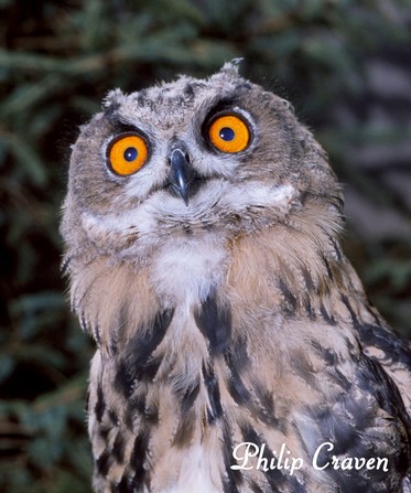 Owl-800-X1.jpg