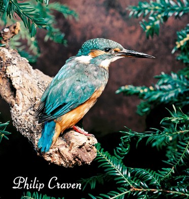 kingfisher-800-X1.jpg