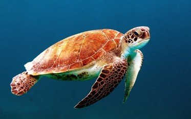 turtle-X1.jpg